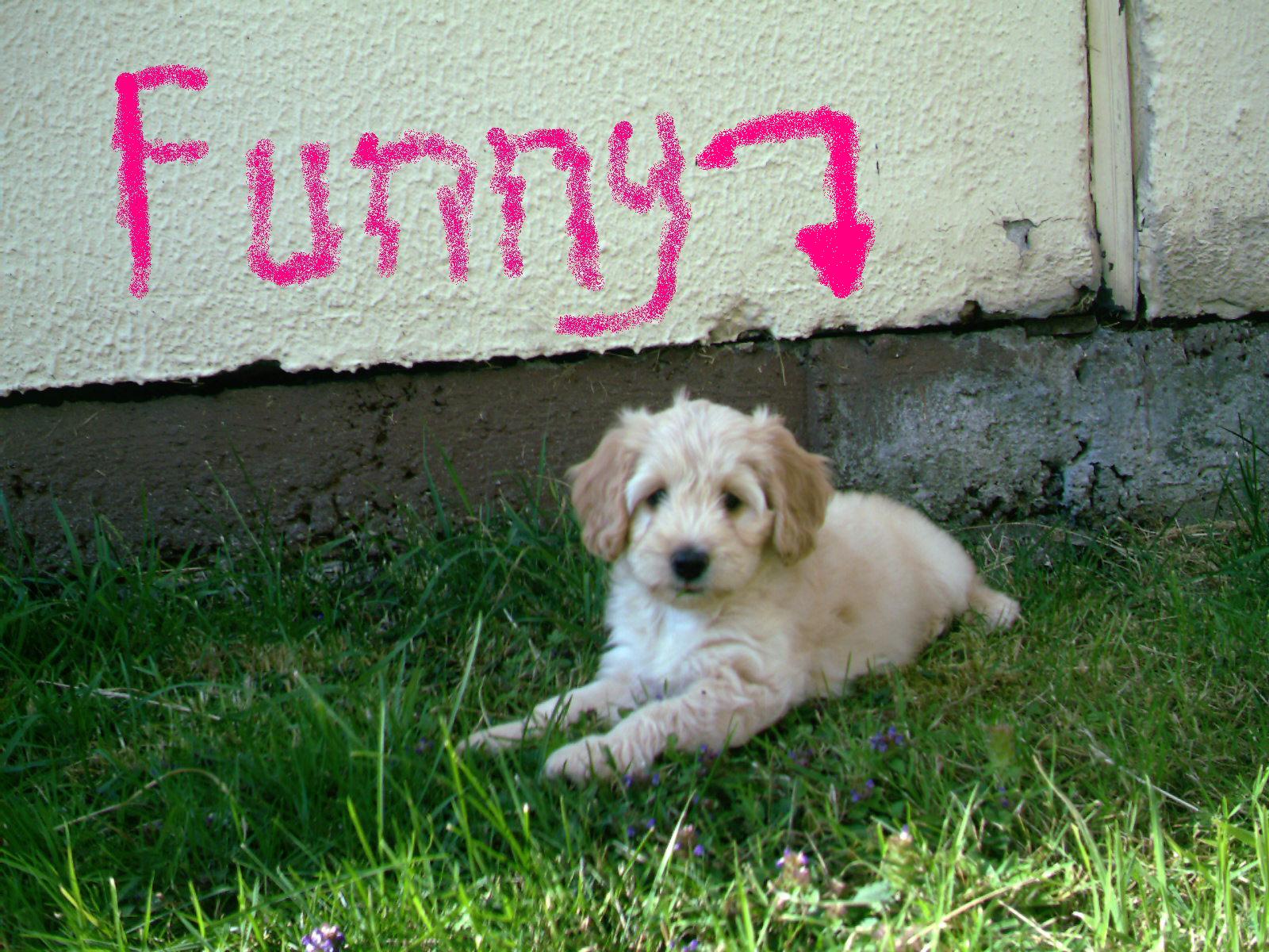 Funny (Cocker Spaniel, Mops, Pudel) Cocker Spaniel Mops Pudel 